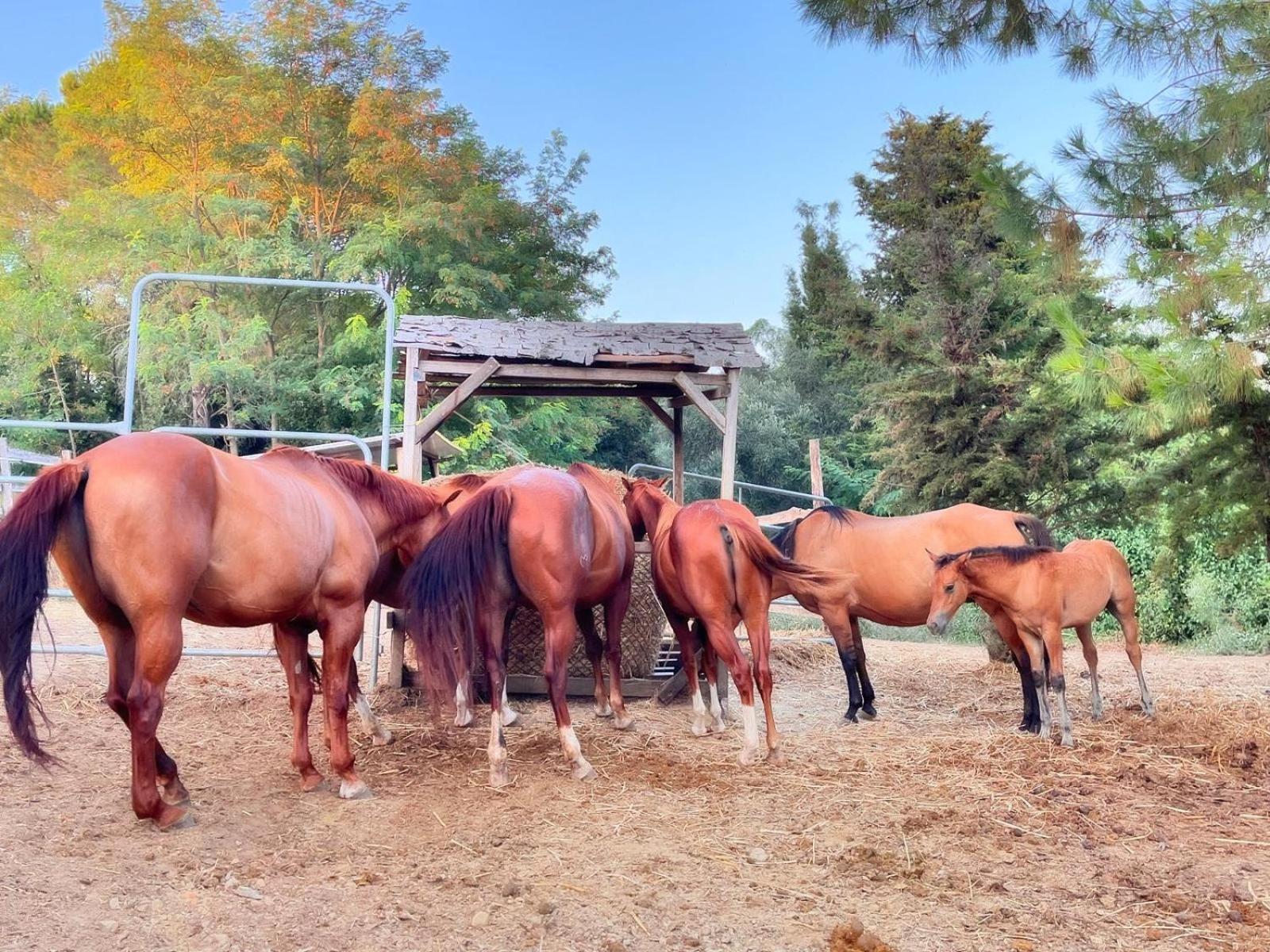 Podere Orzale Hospitality & Quarter Horses Usigliano Eksteriør bilde
